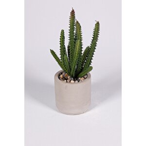 Gri Beton Saksıda Bordo Renkli 3 Lü Kaktüs Seti