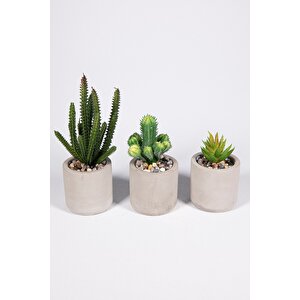Gri Beton Saksıda Bordo Renkli 3 Lü Kaktüs Seti Gri