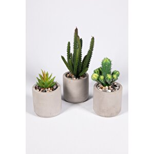 Gri Beton Saksıda Bordo Renkli 3 Lü Kaktüs Seti