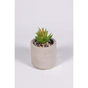 Gri Beton Saksıda Bordo Renkli 3 Lü Kaktüs Seti