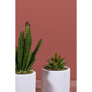 Beyaz Beton Saksıda Bordo Renkli 3 Lü Kaktüs Seti