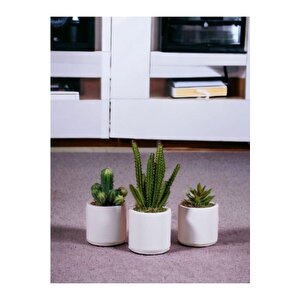 Beyaz Beton Saksıda Bordo Renkli 3 Lü Kaktüs Seti