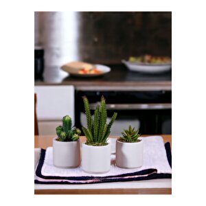 Beyaz Beton Saksıda Bordo Renkli 3 Lü Kaktüs Seti