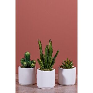 Beyaz Beton Saksıda Bordo Renkli 3 Lü Kaktüs Seti