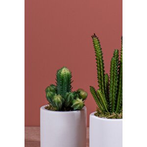 Beyaz Beton Saksıda Bordo Renkli 3 Lü Kaktüs Seti