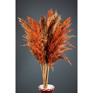 120 Cm Vişne Rengi Bahardalı Ağacı
