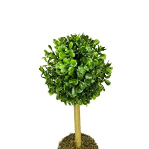 Yapay Ağaç Şimşir Top Tek Toplu 12x31cm Beyaz Saksıda