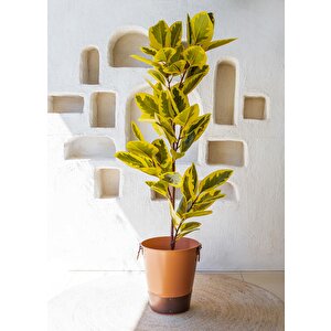Ficus Altissima Yapay Ağaç Sarı Yeşil 170 Cm