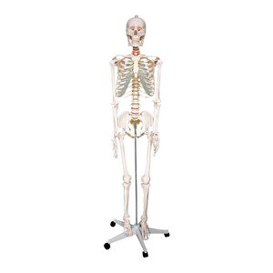 Büyük İskelet Modeli 160 Cm