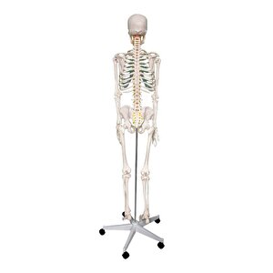 Büyük İskelet Modeli 160 Cm