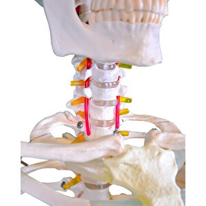 Büyük İskelet Modeli 160 Cm