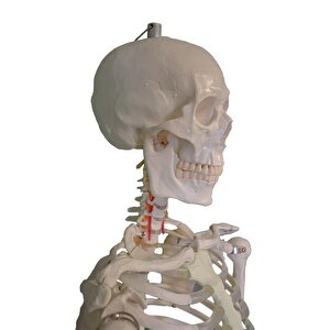 Temel Büyük İskelet Modeli 160 Cm
