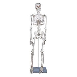 İskelet Modeli 85 Cm