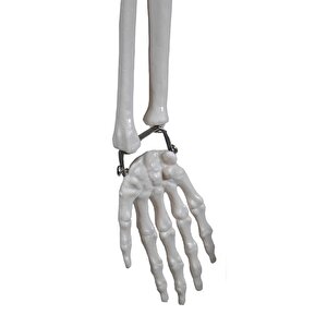 Temel İskelet Modeli 85 Cm