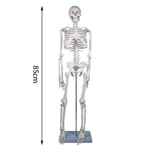 Temel İskelet Modeli 85 Cm