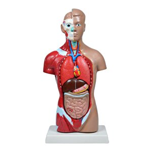 Temel İnsan Vücudu Modeli 27 Cm