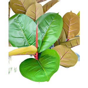 Yapay Ağaç Kauçuk Ağacı Ficus Elastica  Salon Çiçeği 150*90 Doğal Gövdeli 61 Yaprak