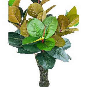 Yapay Ağaç Kauçuk Ağacı Ficus Elastica  Salon Çiçeği 150*90 Doğal Gövdeli 61 Yaprak
