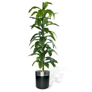 Yapay Ağaç Yukka Dracena 180*70cm Galvaniz Gümüş Kemerli Siyah Saksıda Salon Çiçeği Yapay Çiçek