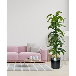 Yapay Ağaç Yukka Dracena 180*70cm Galvaniz Gümüş Kemerli Siyah Saksıda Salon Çiçeği Yapay Çiçek
