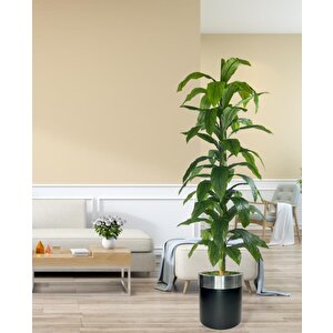 Yapay Ağaç Yukka Dracena 180*70cm Galvaniz Gümüş Kemerli Siyah Saksıda Salon Çiçeği Yapay Çiçek