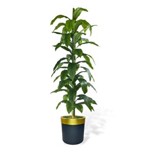 Yapay Ağaç Yukka Dracena 180*70cm Galvaniz Gold Kemerli Siyah Saksıda Salon Çiçeği Yapay Çiçek