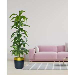Yapay Ağaç Yukka Dracena 180*70cm Galvaniz Gold Kemerli Siyah Saksıda Salon Çiçeği Yapay Çiçek