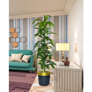 Yapay Ağaç Yukka Dracena 180*70cm Galvaniz Gold Kemerli Siyah Saksıda Salon Çiçeği Yapay Çiçek
