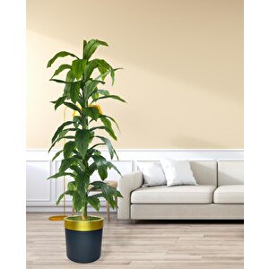 Yapay Ağaç Yukka Dracena 180*70cm Galvaniz Gold Kemerli Siyah Saksıda Salon Çiçeği Yapay Çiçek