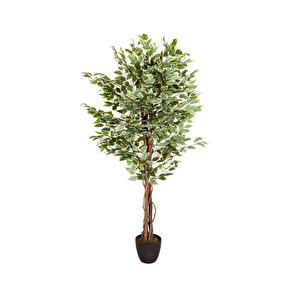 Yapay Ağaç Benjamin Yeşilbeyaz 2 Gövdeli Çalılı 165*80cm Siyah Plastik Saksılı