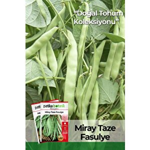 50 Adet Miray Fasulye Tohumu