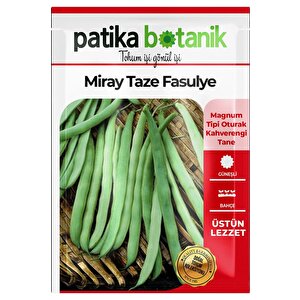 50 Adet Miray Fasulye Tohumu