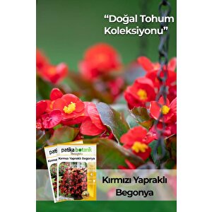 20 Adet Kırmızı Yapraklı Begonya Tohumu