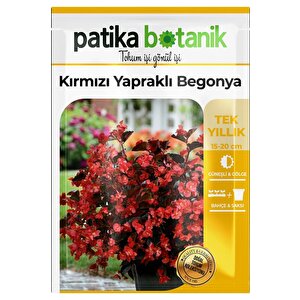 20 Adet Kırmızı Yapraklı Begonya Tohumu