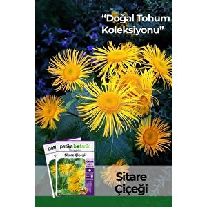 30 Adet Sitare Çiçeği Tohumu