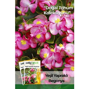 20 Adet Yeşil Yapraklı Begonya Tohumu