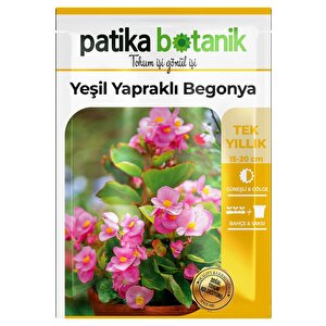 20 Adet Yeşil Yapraklı Begonya Tohumu