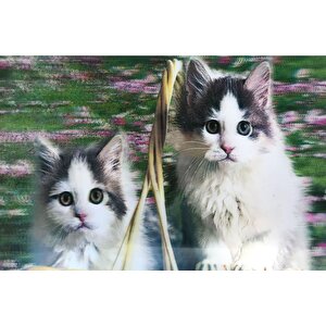 5d Elmas Boyama Sevimli Kediler İkili Kedi Resmi Tablosu 40x60 Cm Tdrtr