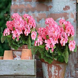 Yapay Çiçek Sardunya Demeti 40*25cm 1.kalite Pembe Balkon Çiçeği