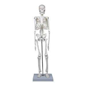 İskelet Modeli 45 Cm