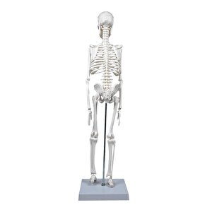 İskelet Modeli 45 Cm