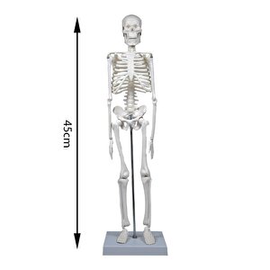 Temel İskelet Modeli 45 Cm