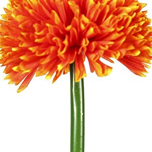 Turuncu Kadife Çiçeği 62 Cm Ak.bg0120-g Beyaz