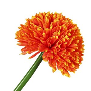Turuncu Kadife Çiçeği 62 Cm Ak.bg0120-g Beyaz