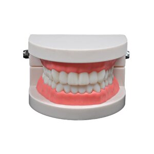 Diş Modeli 8 Cm