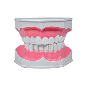 Diş Modeli Fırçalı 12 Cm