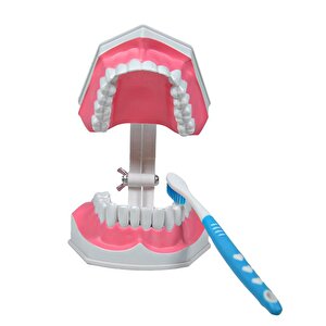 Diş Modeli Fırçalı 12 Cm