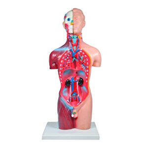 Büyük İnsan Vücudu Modeli 45 Cm