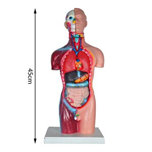 Temel Büyük İnsan Vücudu Modeli 45 Cm