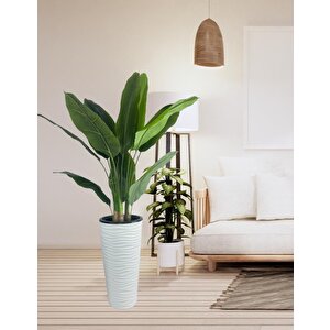 Yapay Starliçe Muz Ağacı Beyaz Kumsal Vazoda Muz Ağacı Yapay Starliçe 150cm 12 Yaprak